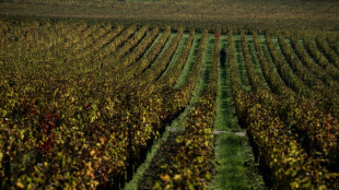 Francia prevé una caída masiva de la producción de vino en 2024