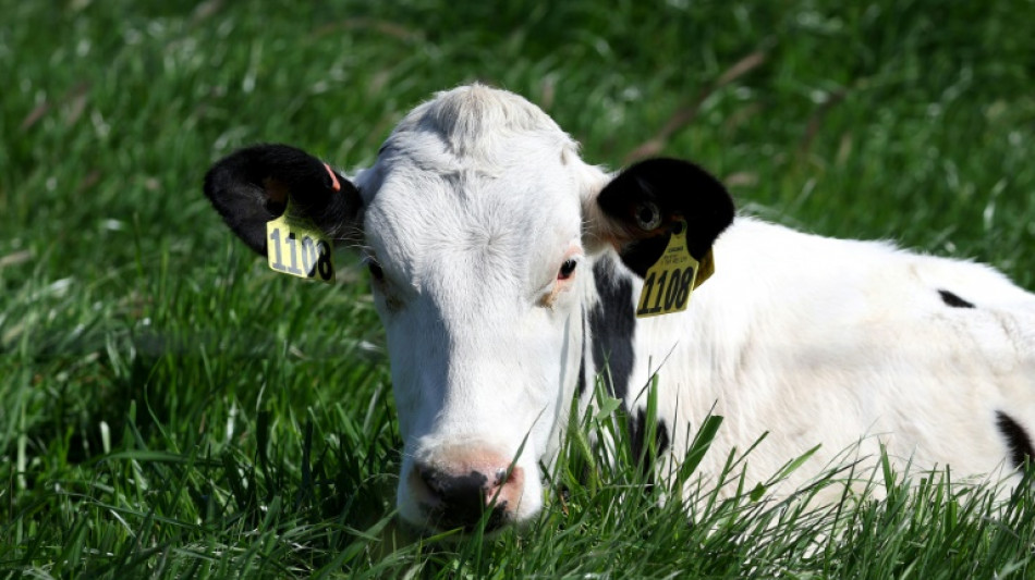 US reports third human case of bird flu in current outbreak