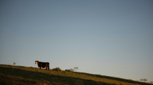 Deuxième cas humain de grippe aviaire lié à une épidémie chez les vaches aux Etats-Unis