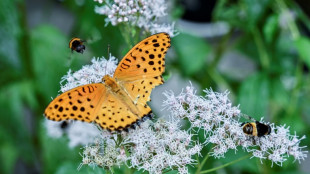 Draft UN nature deal calls to protect 30% of planet by 2030