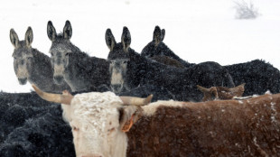 Granjeros de EEUU luchan contra los lobos que vuelven a Colorado