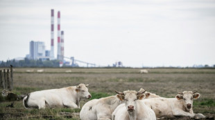 Meat, milk alternatives could slash food system emissions a third: study