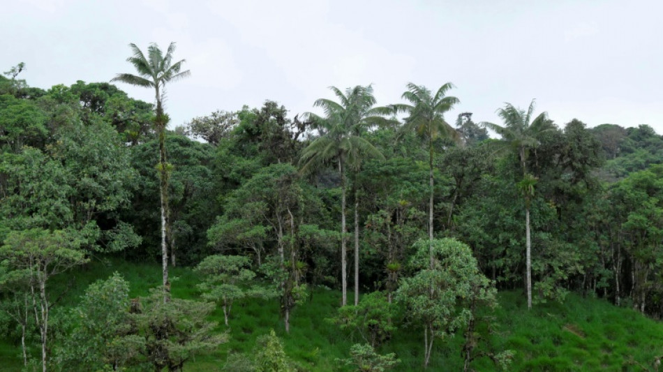 El Chocó Andino, campo de la batalla antiminera en la capital de Ecuador