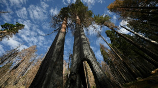 Helping or hindering? US scientists debate how to save giant sequoias