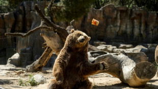 Un oso muere atropellado por un automóvil en España 