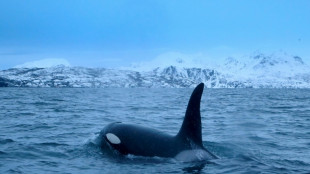 'Surgical' shark-killing orcas fascinate off South Africa 