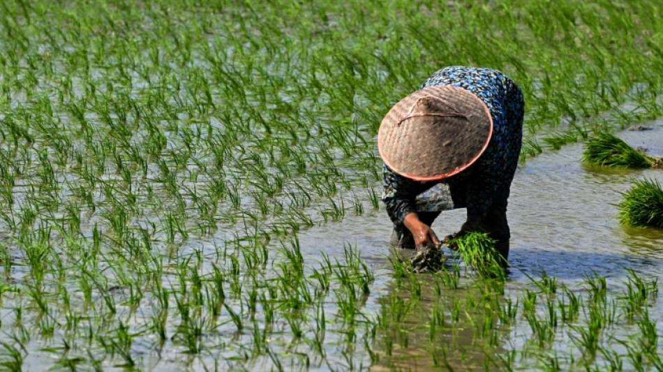 Arroz registra o maior preço mundial em 15 anos