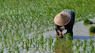 Global rice prices hit 15-year high after India curbs: FAO