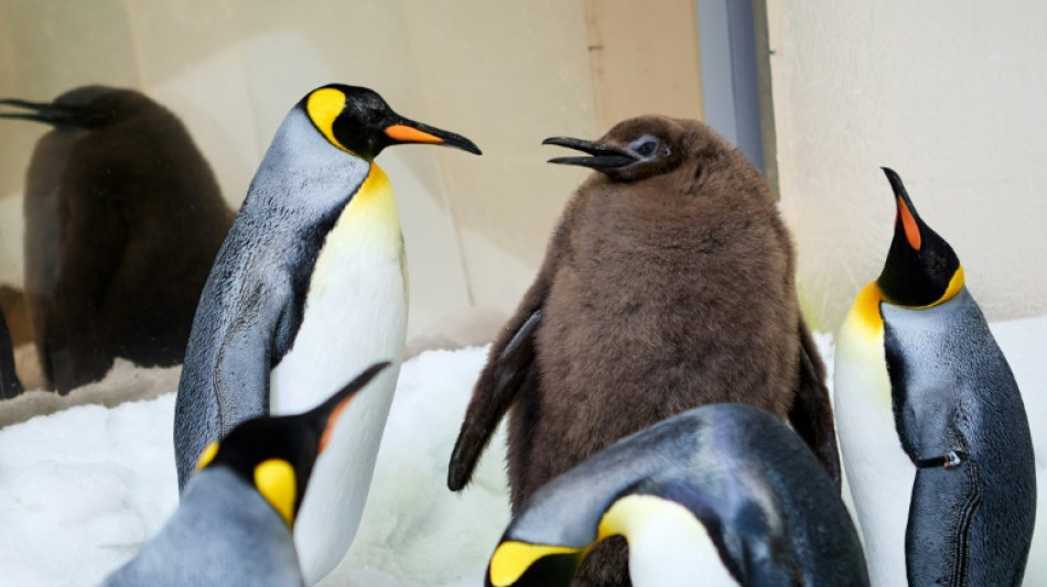 Hefty Australian penguin chick 'Pesto' becomes star