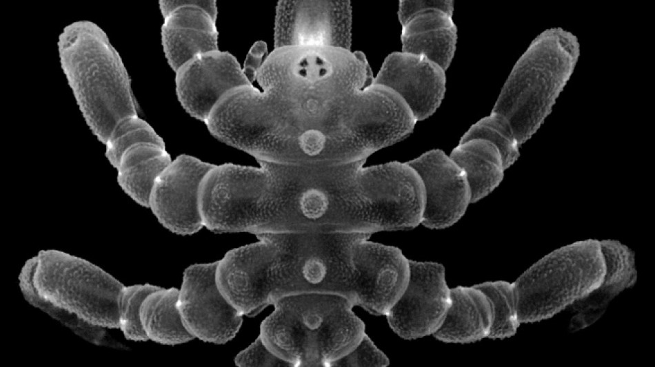 Sea spiders can regrow body parts, not just limbs: study