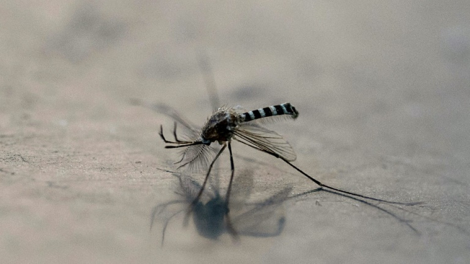 Mosquitoes with 'toxic' semen could stem disease spread: research