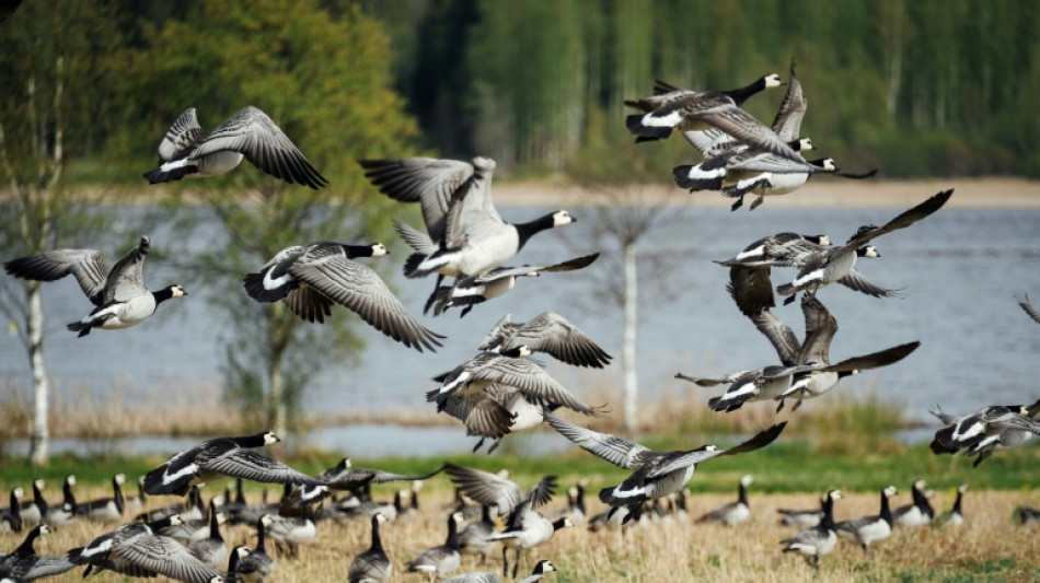 Climate warming pits geese against farmers in Finland