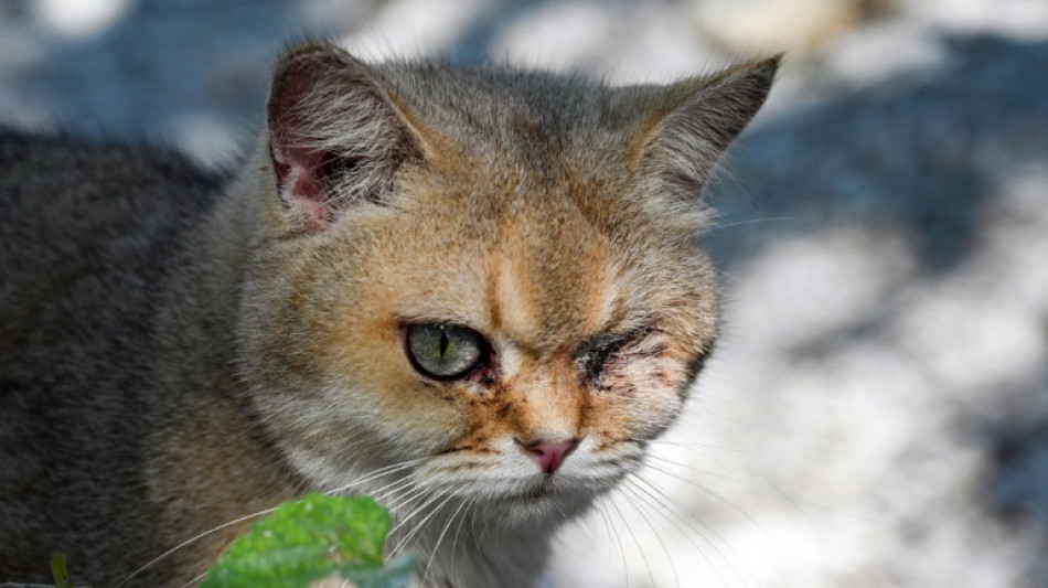 China's animal lovers fight illegal cat meat trade