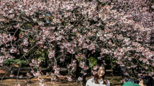 Los cerezos en flor de Tokio tienen un nuevo récord de inicio temprano