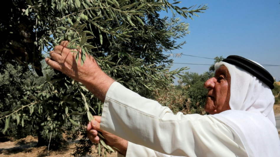 Jordan's mission to save its ancient olive trees