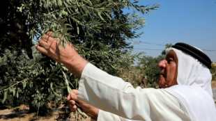 Jordan's mission to save its ancient olive trees