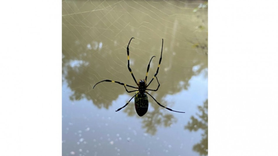 De grosses araignées d'Asie colonisent la côte est américaine, mais pas de panique