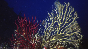 Underwater heat 'inferno' ravages Mediterranean corals