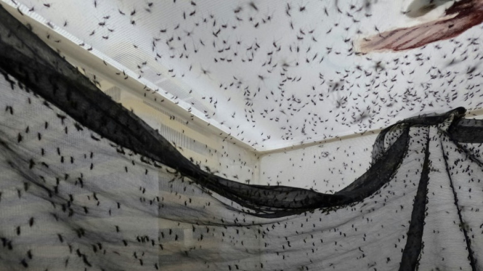 Colombian mosquito factory fights dengue and disinformation