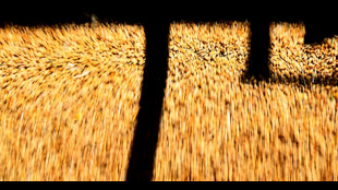 China says it will remove tariffs on Australian barley