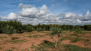 Winter isn't coming: climate change hits Greek olive crop