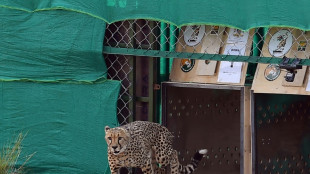 Mort d'un guépard en Inde, le deuxième d'un groupe venu d'Afrique