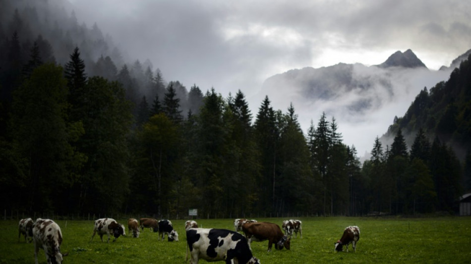 Swiss mull banning factory farms