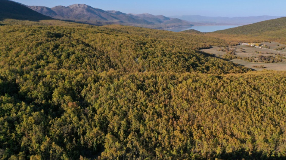 "Ne pas le perdre à jamais": la lutte pour sauver le lynx des Balkans