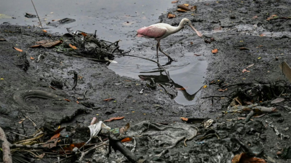 Ecuador launches floating islands to save stinky Guayaquil estuary