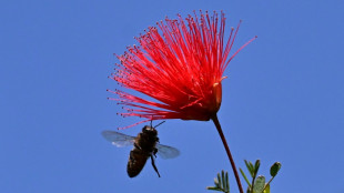 Les abeilles de Californie attendent le soleil