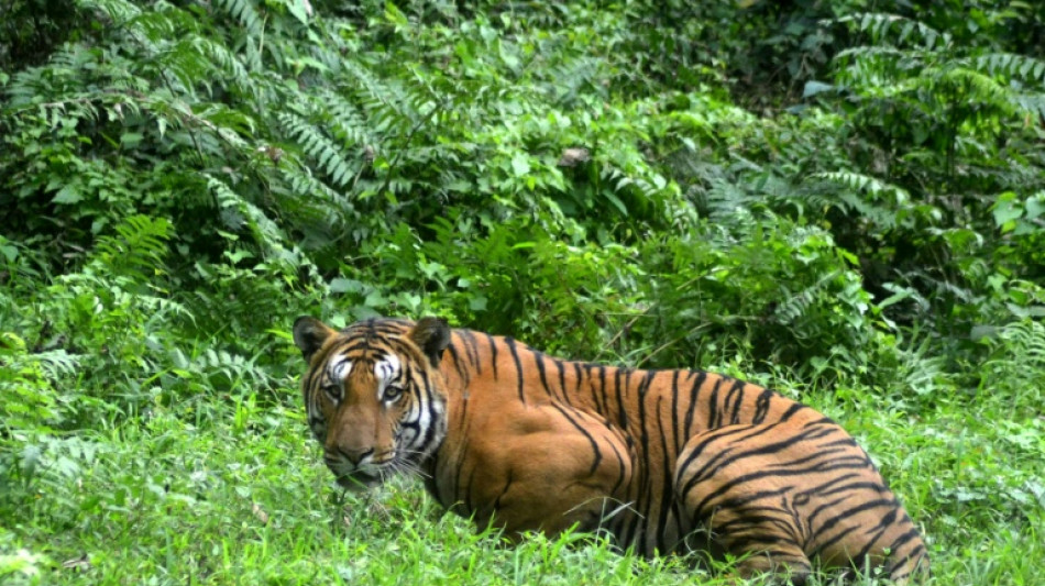 India's tiger population rises above 3,000