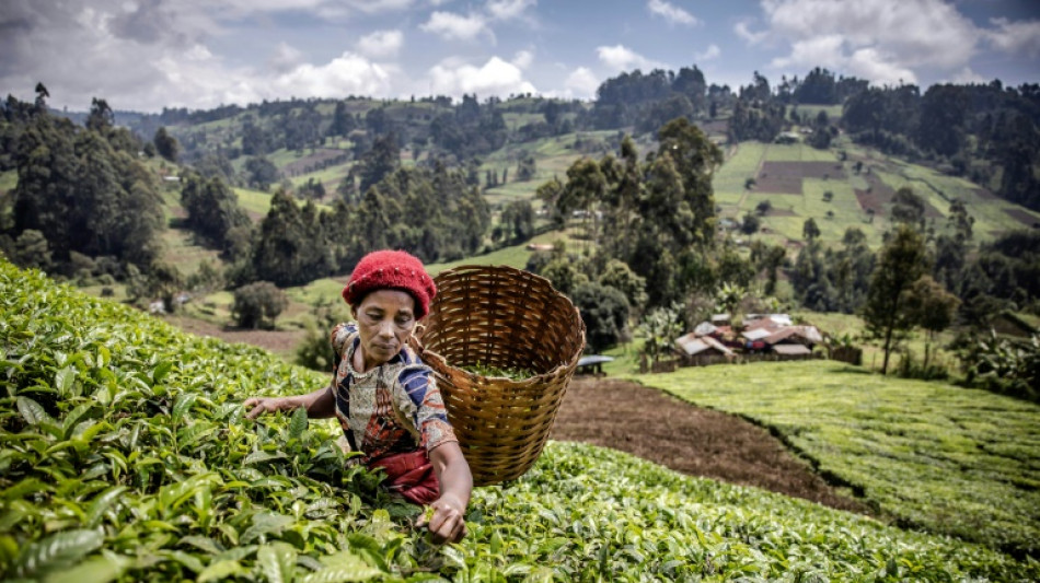 World would gain $1 tn by closing agriculture gender gap: UN