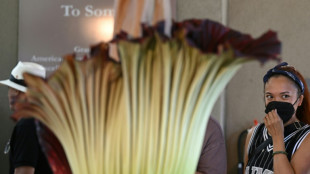 'Like an urban dumpster': rare corpse flower stinks out California