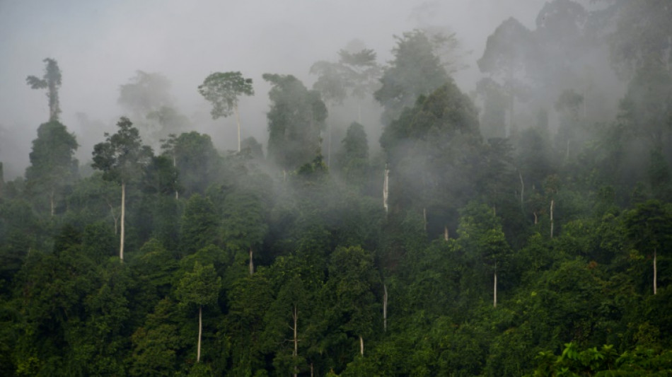 World 'failing' on pledge to stop deforestation by 2030