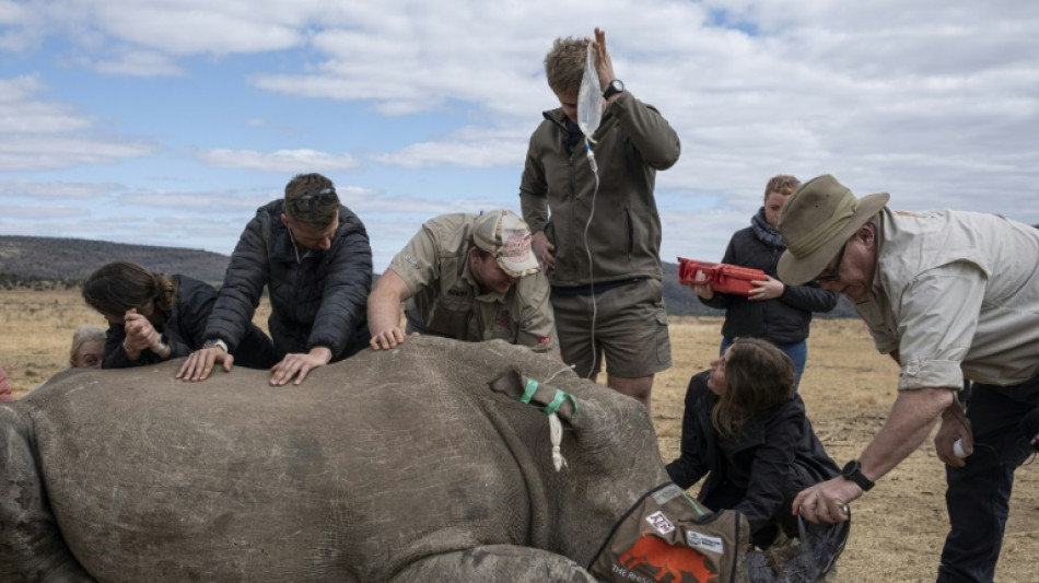 First radioactive rhino horns to curb poaching in S.Africa