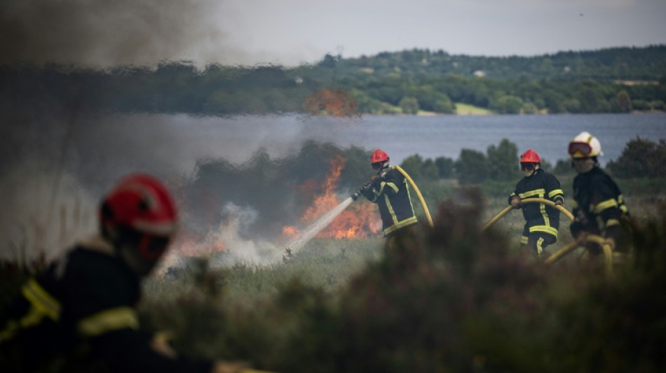 La faune et la flore, victimes des incendies en Bretagne et en Gironde