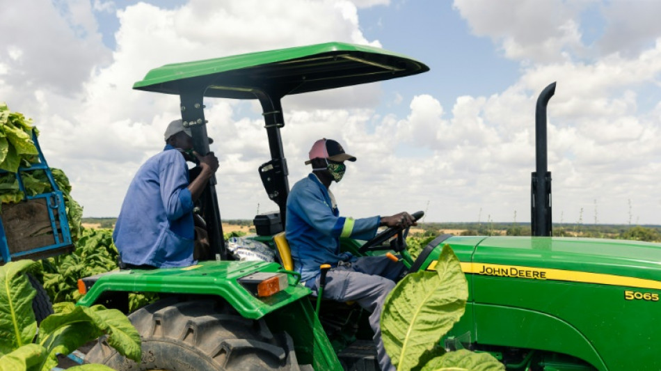 WHO backs farmers to grow food instead of tobacco