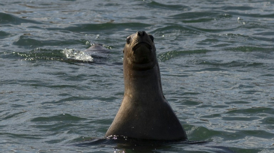 Uruguai confirma 1º caso de gripe aviária em lobos-marinhos