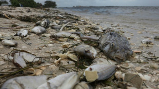 Unwanted visitor ruins spring break in Florida - toxic algae