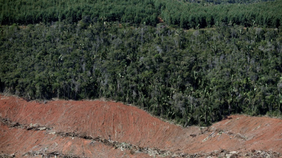 Deforestation surges in Brazil Atlantic Forest: report