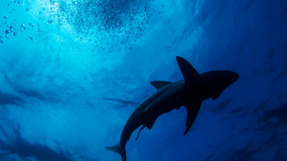 Global wildlife summit approves shark protections