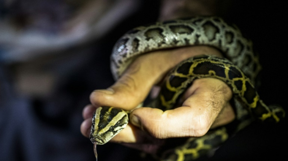 Enrique Galan, cazador profesional de pitones birmanas en Florida 