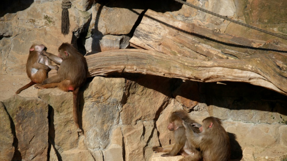 Adult friends help baboons conquer childhood trauma