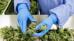 Germany's homegrown cannabis industry awaits legalisation