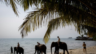 Un cuidador tailandés es acusado de negligencia tras muerte de turista española por un elefante