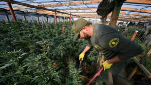 Despite legalization, California battles illegal marijuana farms