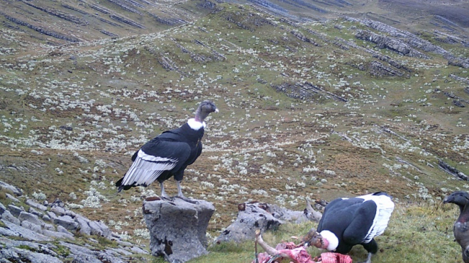 De inimigo a símbolo: agricultores colombianos se reconciliam com o condor andino