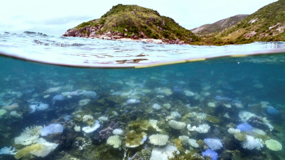 Global coral bleaching event biggest on record: US agency