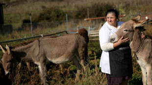 En Albanie, le succès du lait d’ânesse au "goût d'amour"