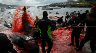 Les îles Féroé limitent leur quota de chasse à 500 dauphins par an